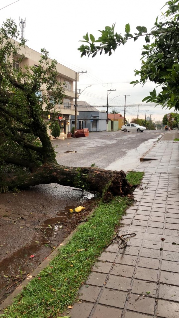 Chuva E Ventos Fortes Causam Estragos Em Palmeira Das Miss Es